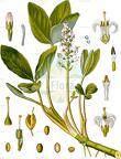 Menyanthes trifoliata