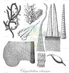 Chrysocladium retrorsum