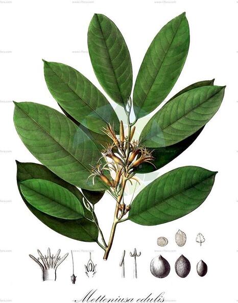 Metteniusa edulis