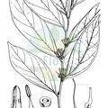 Rhaphiostylis beninensis