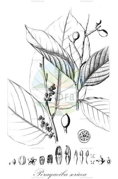 Poraqueiba sericea