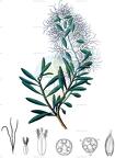 Misodendrum oblongifolium