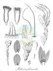 Mittenia plumula