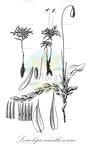 Leucolepis acanthoneura