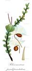 Rhizomnium pseudopunctatum