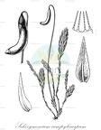 Schizymenium campylocarpum