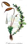 Orthomnion rostratum