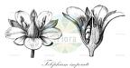 Telephium imperati