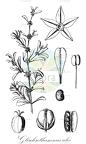 Glischrothamnus ulei