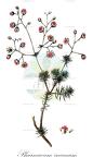 Pharnaceum incanum