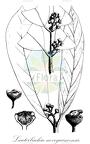 Lauterbachia novoguineensis