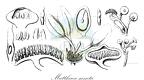 Matthaea sancta