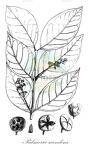 Palmeria scandens