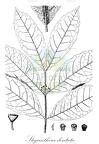 Steganthera dentata