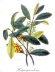 Hedycarya arborea