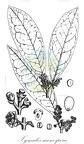 Xymalos monospora