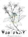Macropeplus ligustrinus