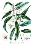 Hortonia angustifolia