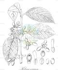 Kibara coriacea