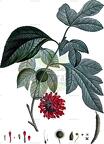 Broussonetia papyrifera