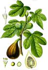 Ficus carica