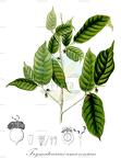 Trymatococcus amazonicus