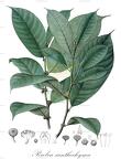 Perebea xanthochyma