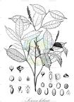 Sorocea hilarii