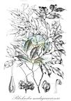 Bleekrodea madagascariensis