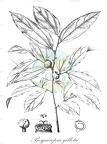 Bosqueiopsis gilletii