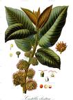 Castilla elastica
