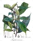 Trophis caucana