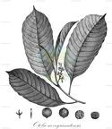Otoba novogranatensis
