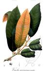 Virola surinamensis