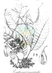 Endocomia canarioides
