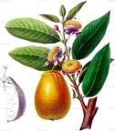 Psidium guajava