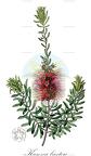 Kunzea baxteri