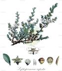 Leptospermum rupestre