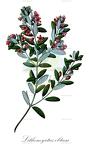 Lithomyrtus obtusa