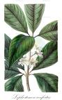 Lophostemon confertus