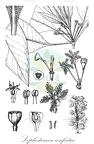 Lophostemon confertus