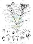 Arillastrum gummiferum
