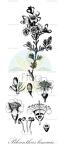 Pileanthus limacis