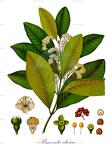 Pimenta dioica