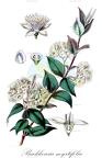 Backhousia myrtifolia