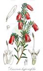 Darwinia hypericifolia