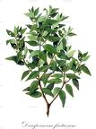 Decaspermum fruticosum