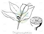 Decaspermum fruticosum