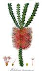 Melaleuca transversa