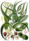Eucalyptus globulus